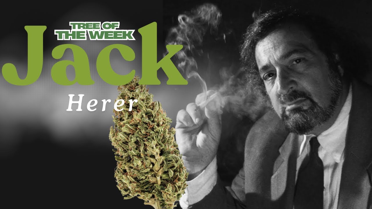 Jack Herer &ndash; The Ultimate Sativa? 🌲🔥 | Tree of the Week Strain Review