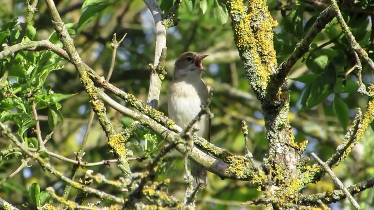 Garden Warbler