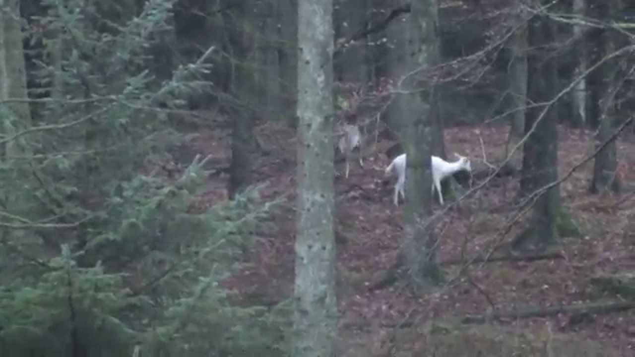 Klosterskoven brunst D&aring;hjort