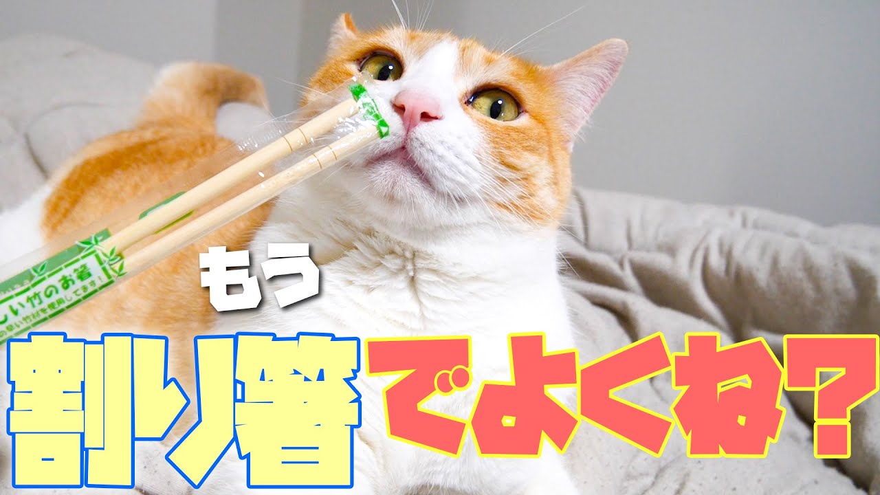 『猫のおもちゃ』安ければ安いだけ遊んでくれる説