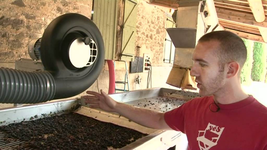 Vendanges 2011 au Mas de Martin. Table de tri des raisins de vendange.