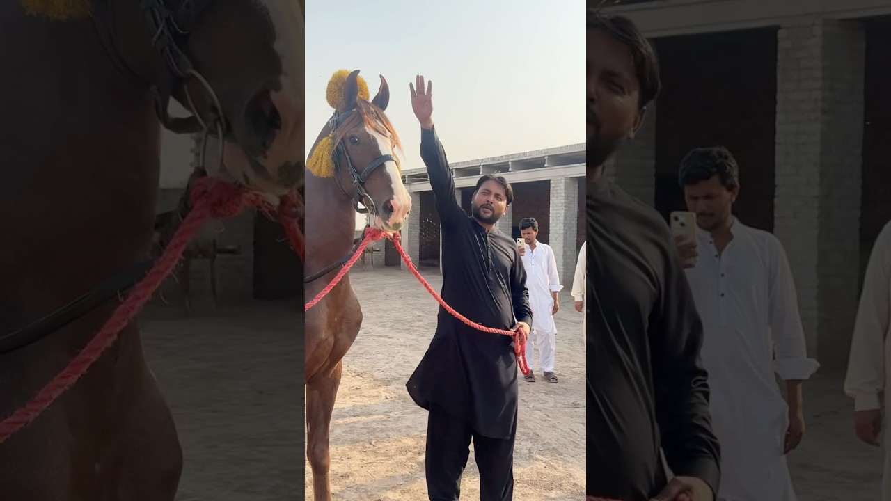 67 Inch Hight Horse Fakhr E Raza #short #horse