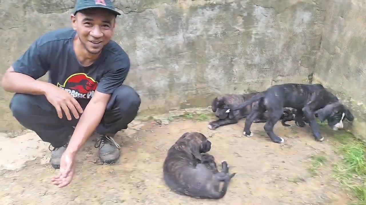 Chegaram os novos filhotes! Parceria estrutura limpeza e cuidados #cachorro #filabrasileiro #pets