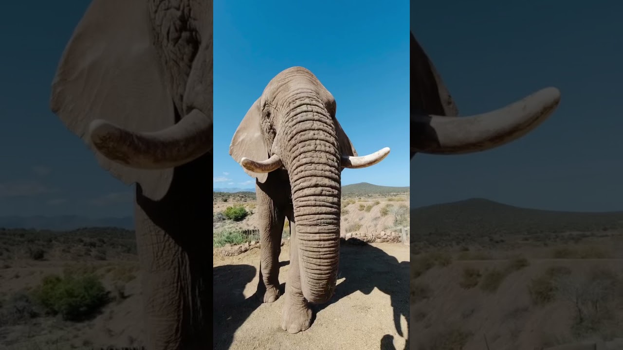 Listen to an elephant saying &lsquo;Thank You&rsquo; 🔊 - sound on. #elephant #travel #southafrica #nature