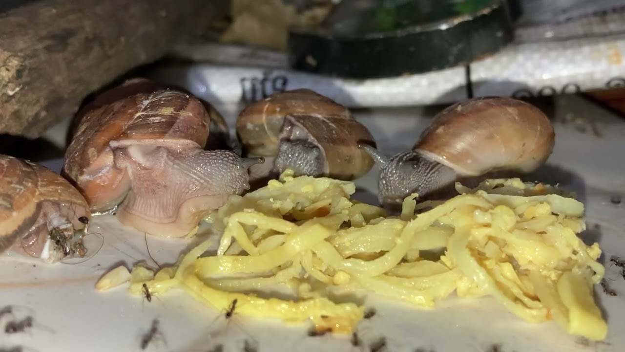 Wild snails eating food | Bamboo fried 