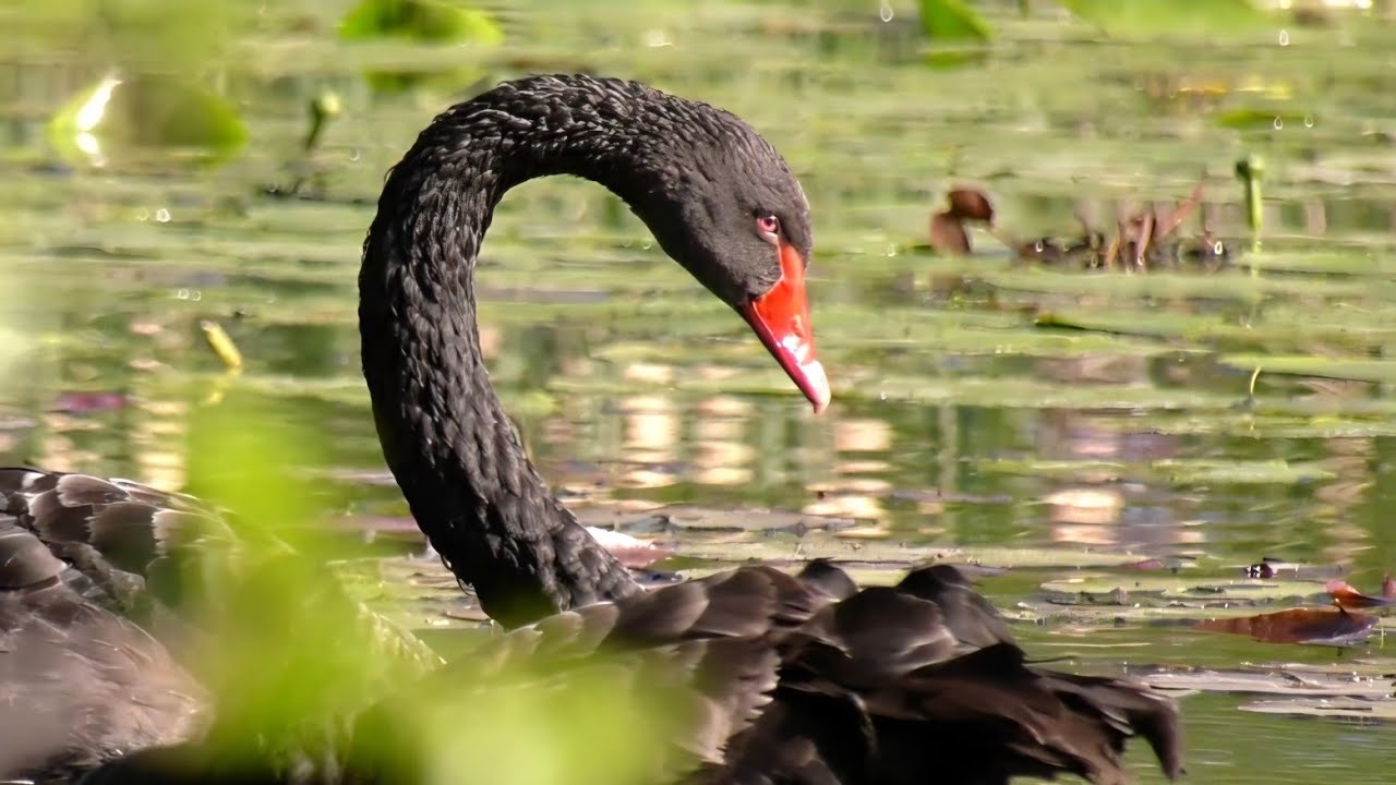 ŁABĘDZIE CZARNE - EGZOTYKA NASZYCH WÓD CZ. 2 / BLACK SWANS - EXOTICITY OF OUR WATERS PART 2