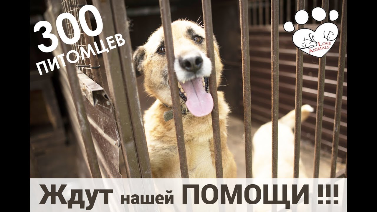 Сбор средств для приюта LoveAnimals в Твери. Не хватает МЕСТ. Долги за ЛЕЧЕНИЕ и СВЕТ. СРОЧНО !