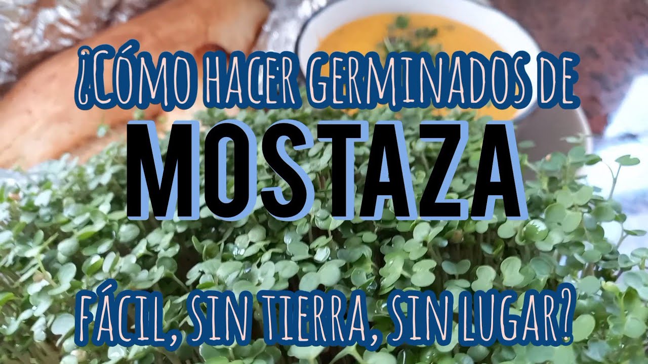 ¿Cómo hacer GERMINADOS de MOSTAZA? fÁcIL, sin tierra, sin lugar -  Crear y Sembrar
