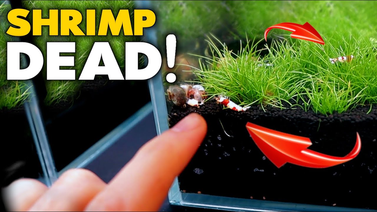 HALF SHRIMP TANK DEAD & DYING! (can I save) | MD Fish Tanks