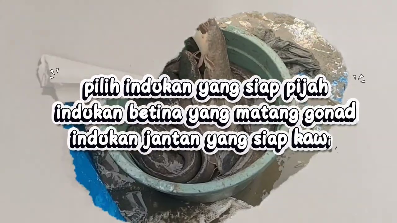 Peroses pemijahan ikan lele dengan alami tanpa gagal