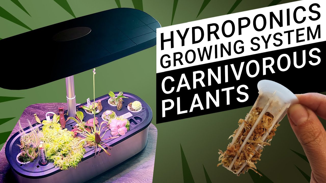 Easy grow Carnivorous plants with Hydroponics Growing System - LetPot LPH-SE (unboxing and setup)