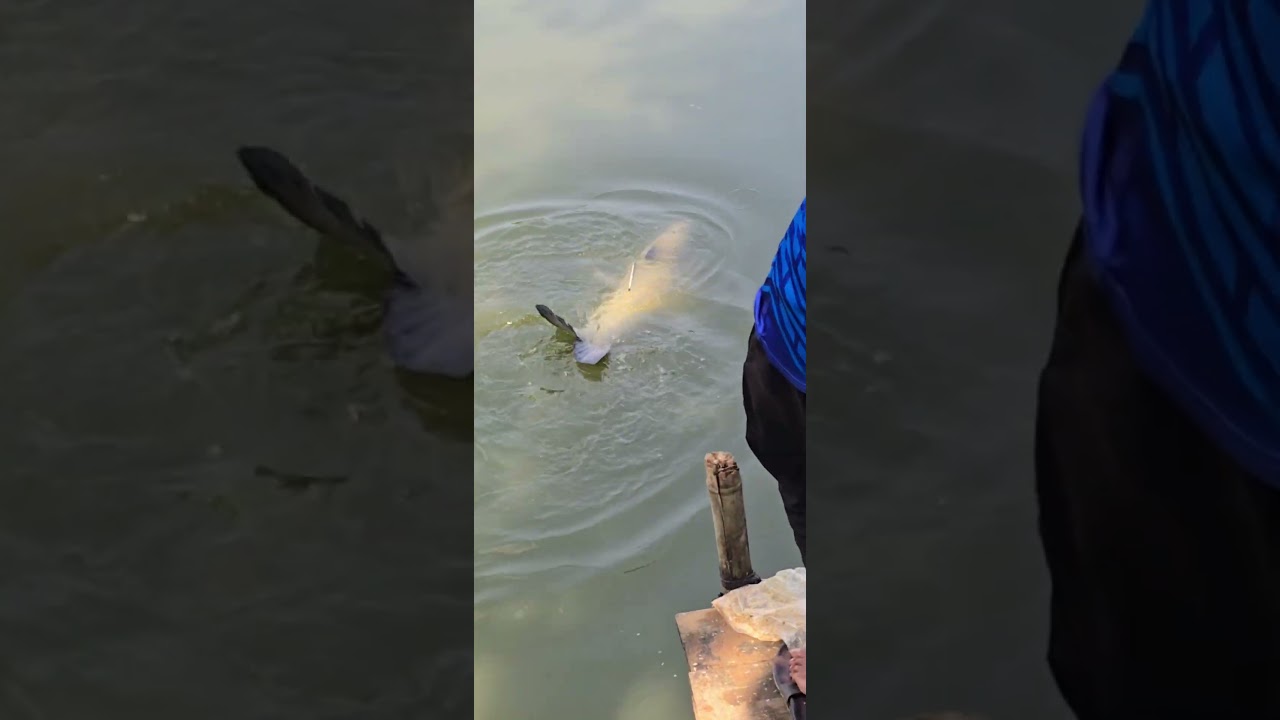 small boy catching big fish 