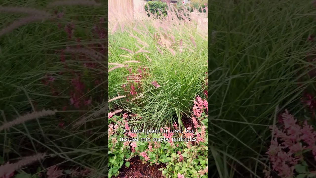 How to Design a Meadow Garden | #modernmeadow #meadowgarden #pollinatorgarden #pollinators