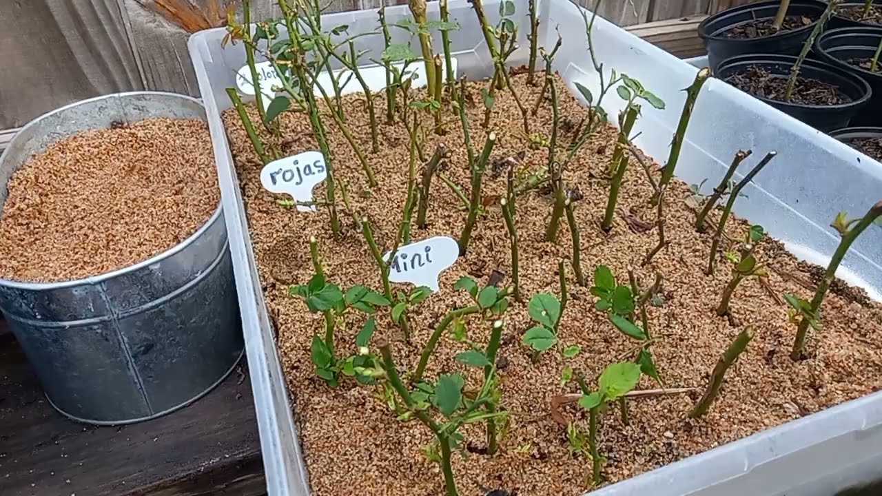Cómo Propagar Rosas: Esquejes que Crecen Rápido 