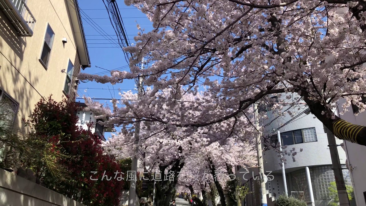 神戸ポタ撮り_060　摩耶山のふもとに桜のトンネルがある