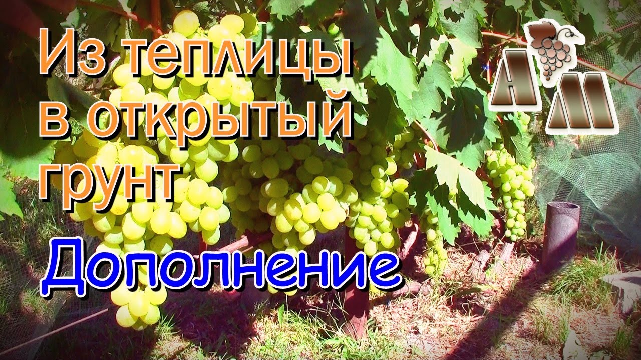 🍇 Виноград - из теплицы в открытый грунт. Дополнение