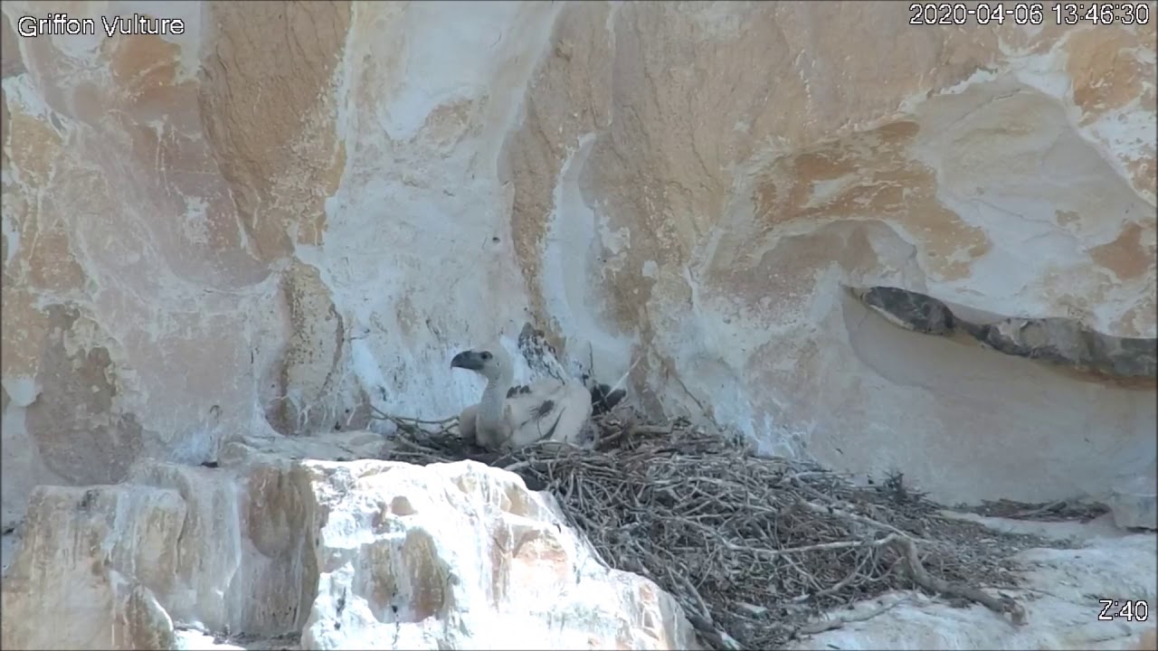 פעם ראשונה ללא אמא - Israel Raptor Nest Cam - עופות דורסים בשידור חי