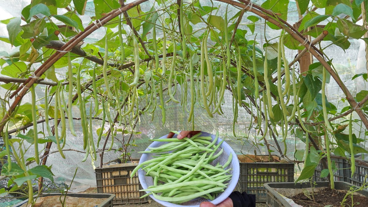 Add a method to grow beans at home. Grows fast and eats very well