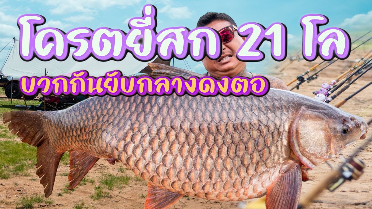 บวกกันยับกลางดงตอโครตยี่สก 21 กิโล
