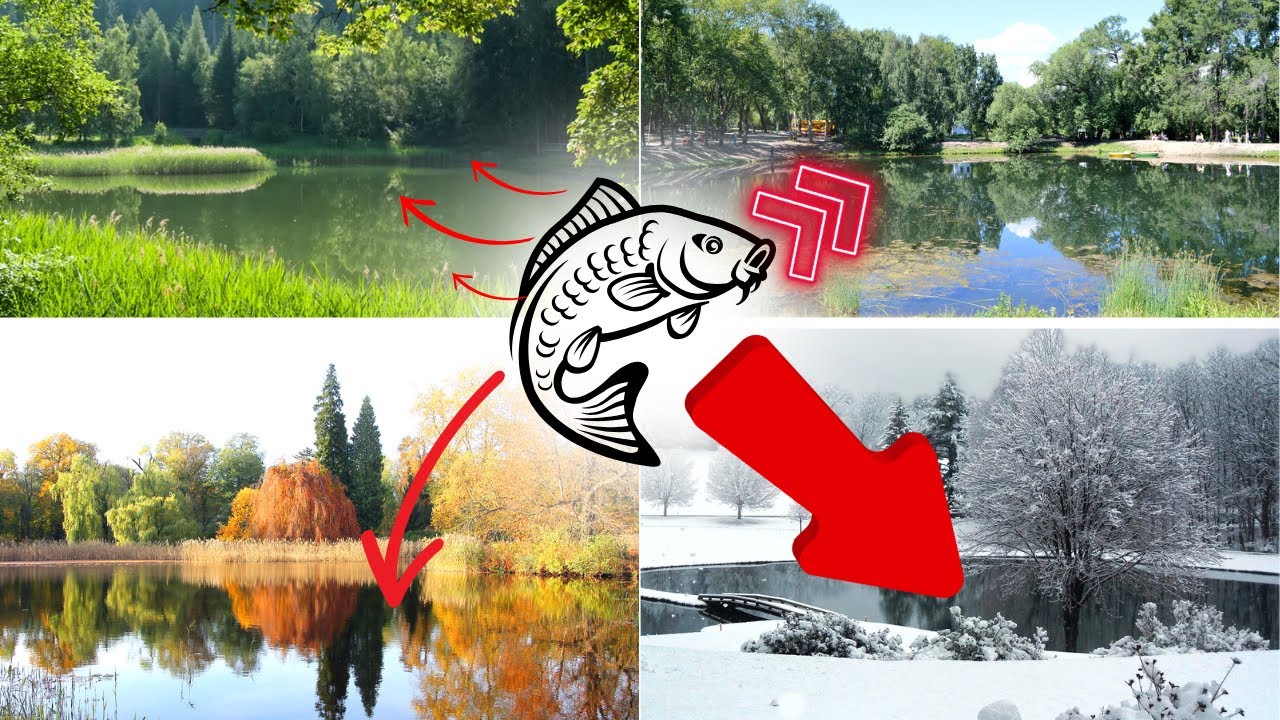 Les Secrets des Carpes: Guide Ultime par Saison - @lart.delapeche