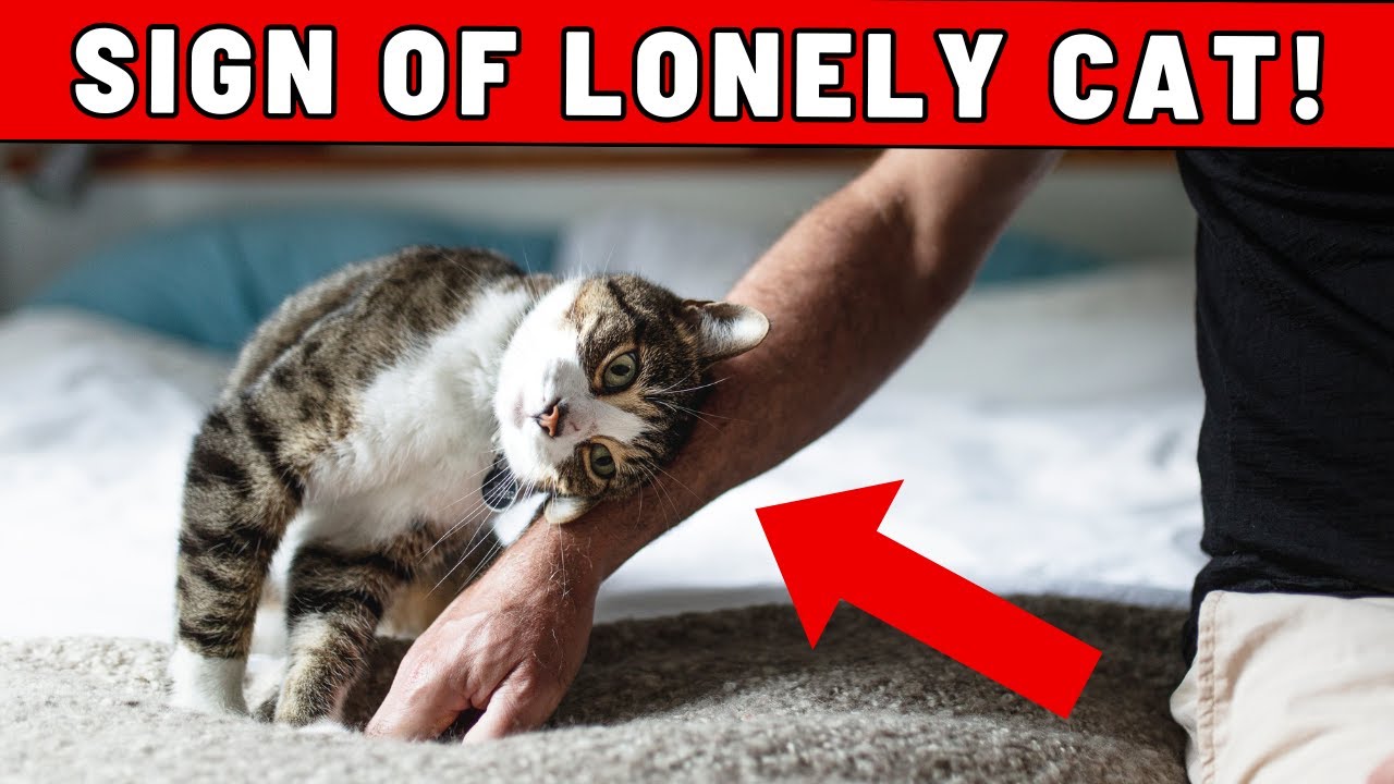 11 Signs That Your Cat Is Lonely - But You Don't Know