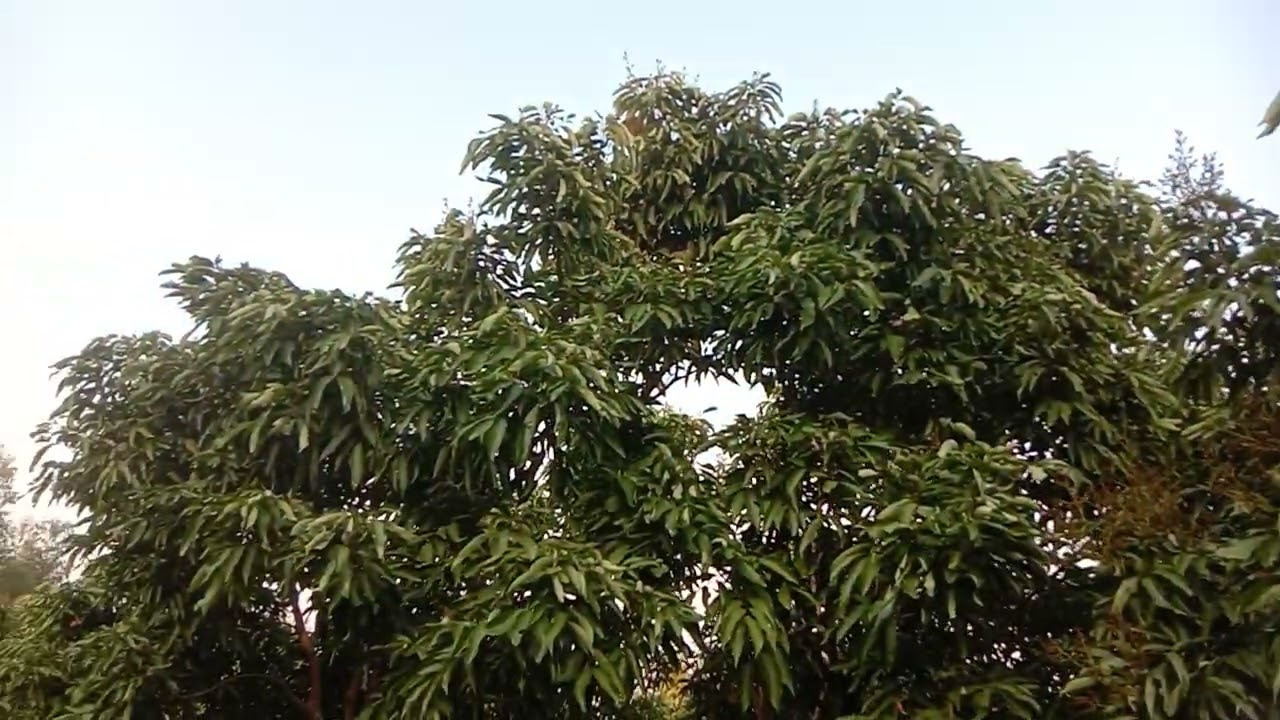 Đi thăm vườn hoa vải siêu sớm