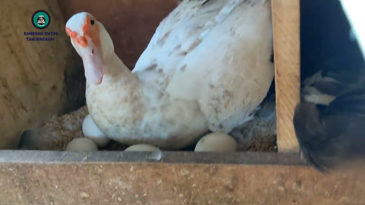 [Daily Farm Vlog] Duck Nest Checking & Feeding Routine at My Village Farm in Indonesia 🇮🇩