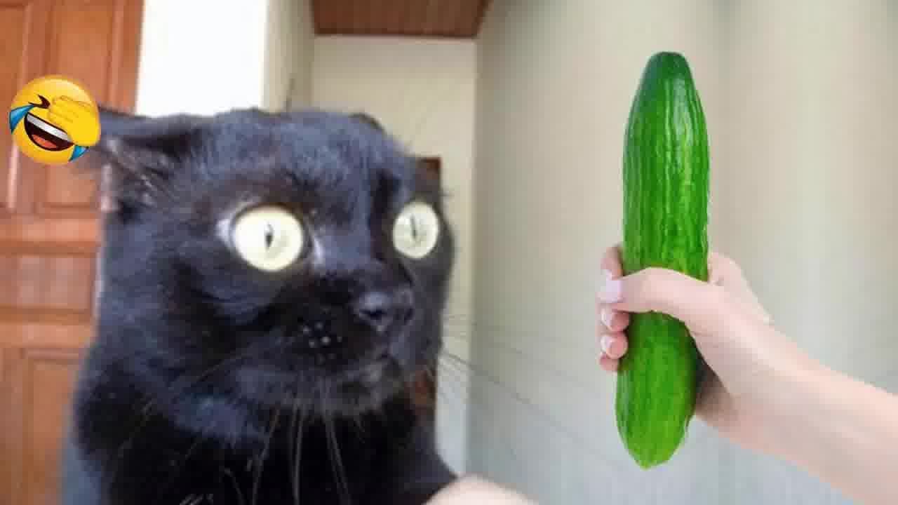 𝐅𝐮𝐧𝐧𝐲 𝐃𝐎𝐆𝐒 𝐚𝐧𝐝 𝐂𝐀𝐓𝐒 𝐕𝐢𝐝𝐞𝐨𝐬 𝟐𝟎𝟐𝟒 😸 𝐁𝐞𝐬𝐭 𝐅𝐮𝐧𝐧𝐢𝐞𝐬𝐭 𝐀𝐧𝐢𝐦𝐚𝐥 𝐕𝐢𝐝𝐞𝐨𝐬 🤣𝐂𝐚𝐭𝐬 𝐚𝐧𝐝 𝐃𝐨𝐠𝐬 𝐕𝐢𝐝𝐞𝐨𝐬 🤣