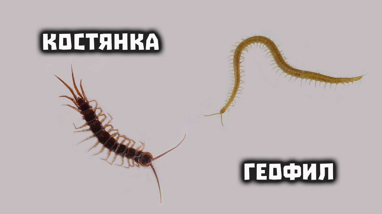 Городские 