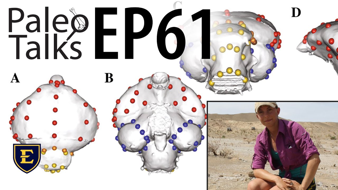 Bird Brains and the Evolution of Flight [Paleo Talks EP61]