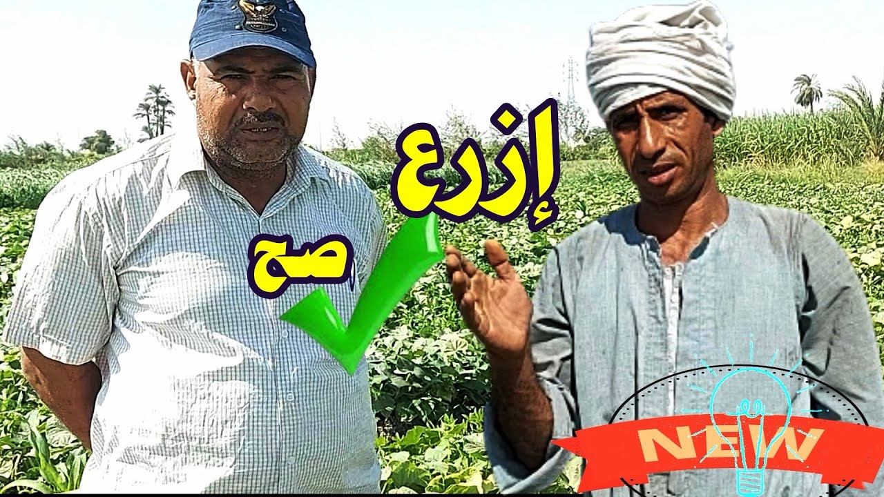 ضاعف إنتاجك وأرباحك  ☝في زراعة الخيار ☝بهذه الطريقة الجزء الثاني