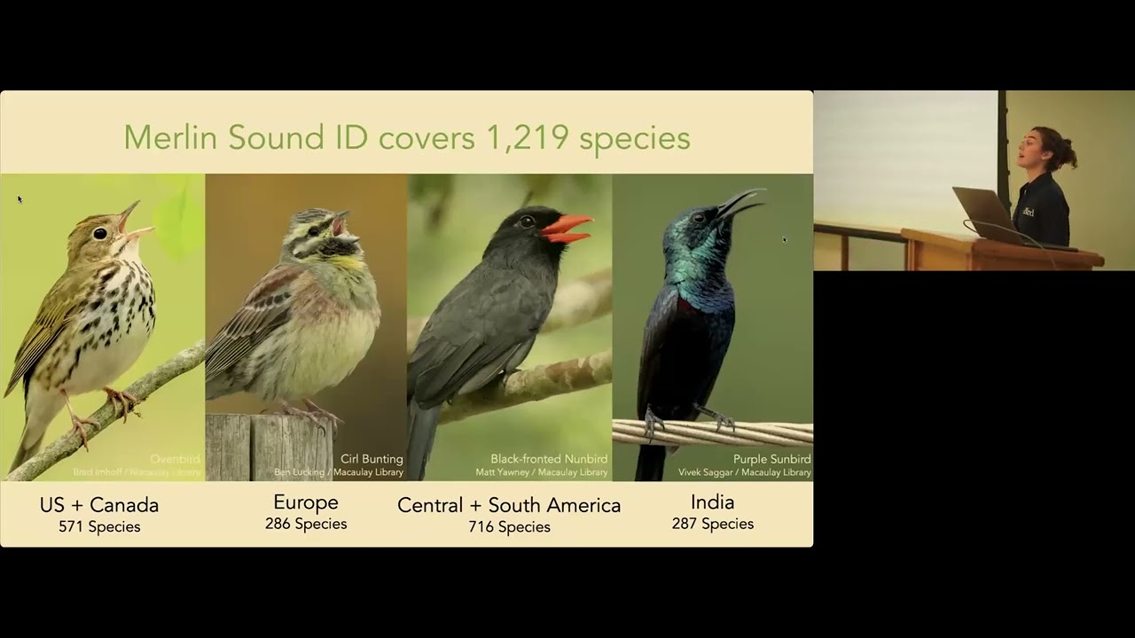 Who's Singing? Behind the Scenes of Merlin Sound ID with Emily Engle