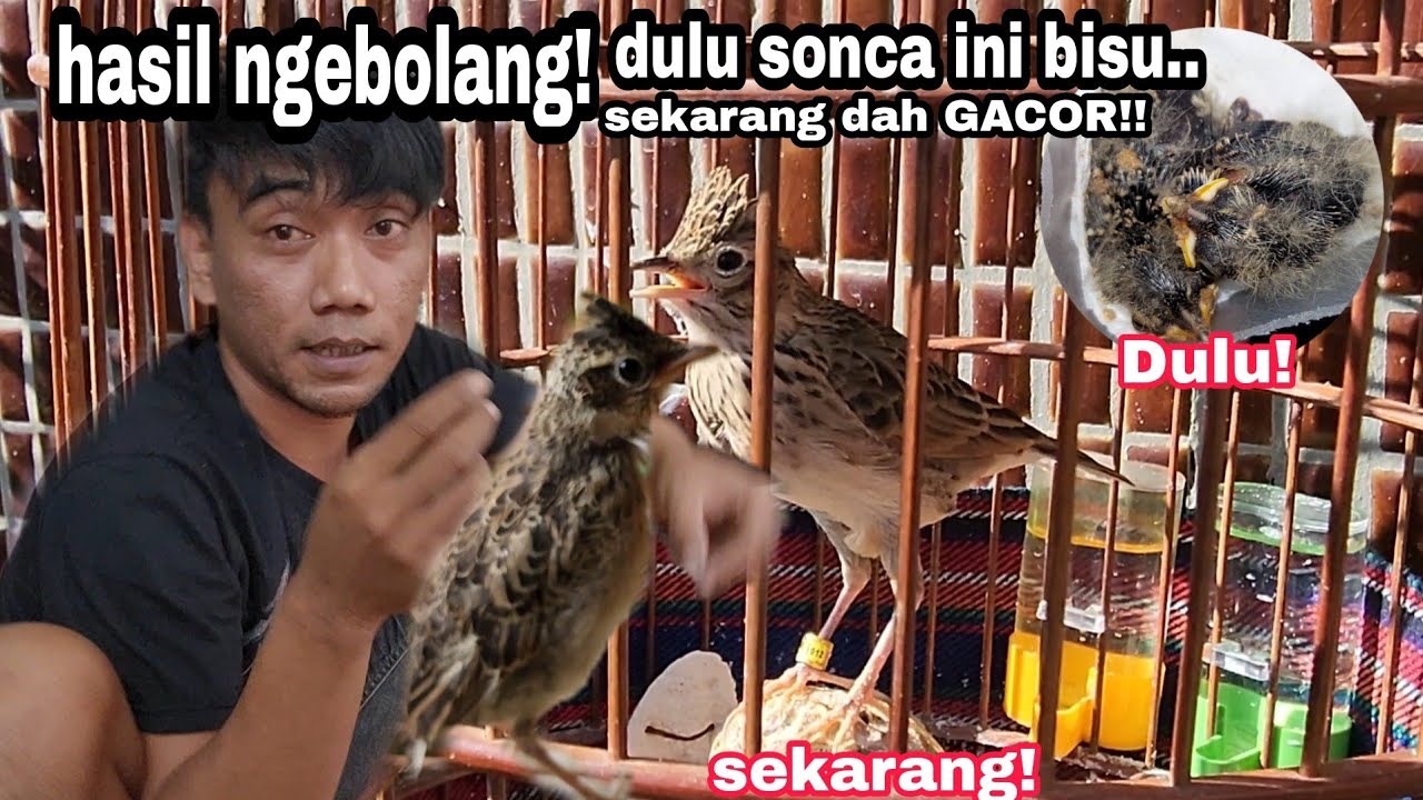 Rejeki dapat branjangan sonca dari masih kecil sampe sekarang dah GACORRR!