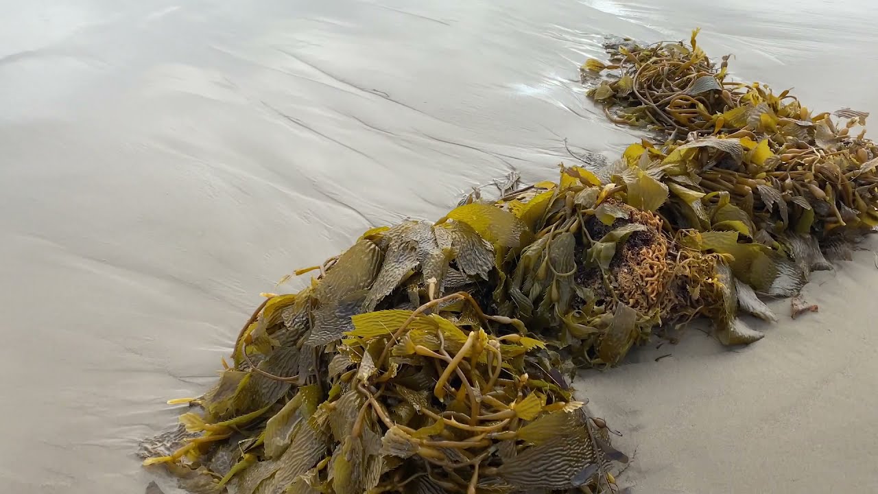 Kelp is not a plant but it is the largest protists in the world
