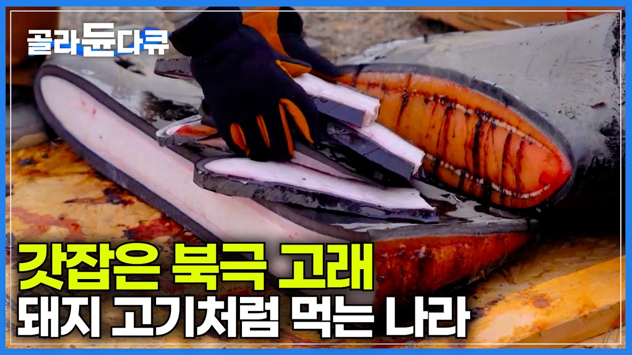 나라에서 허락한 이누이트 족의 '북극고래' 잡이｜잡았다 하면 삶아서 온동네 나눠 먹는 고래 고기의 맛｜인간과 바다｜#골라듄다큐