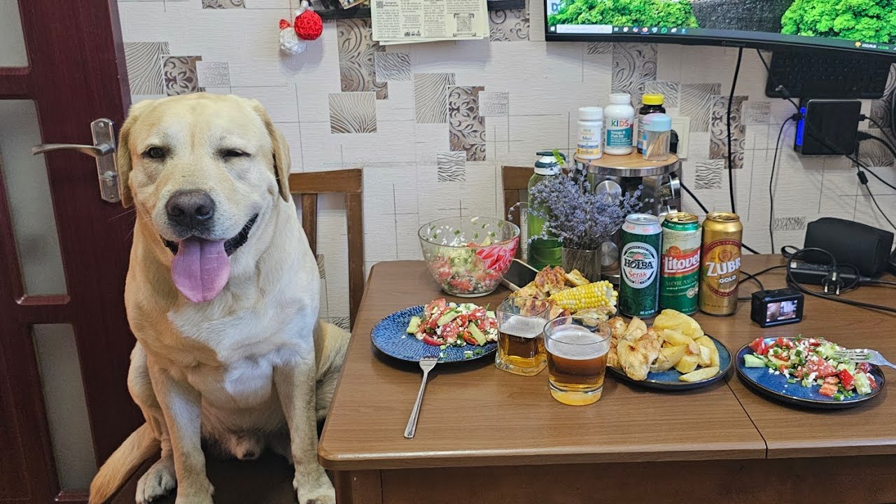 Лабрадор Трой 🇲🇩 🐶 5 ЛЕТ ⭐️🎂 11.07.2025