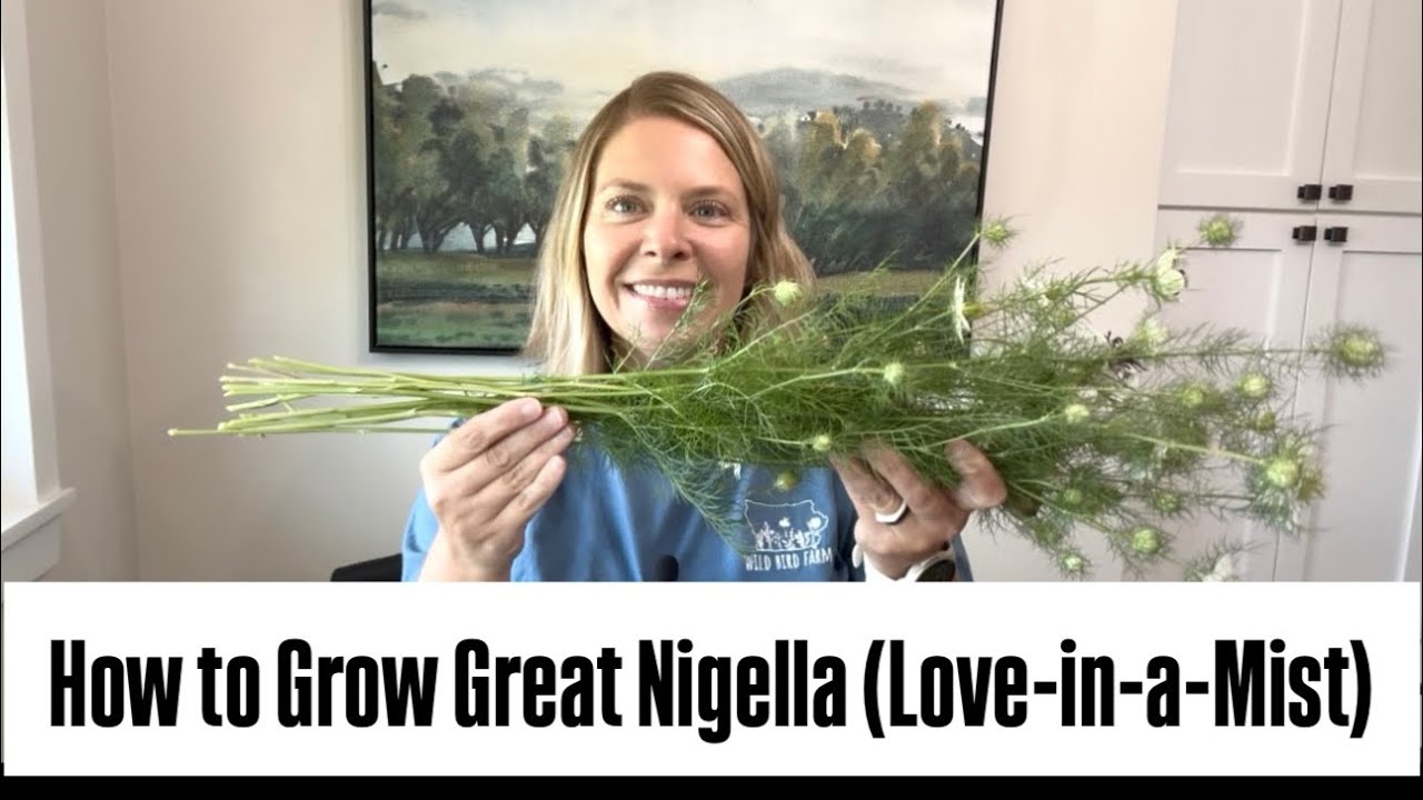 Growing Nigella with LONG Stems! : love in a mist : cool flower : hardy annual : zone 5