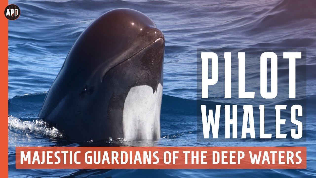 PILOT WHALES: Majestic Guardians of the Deep Waters | Wildlife Documentary