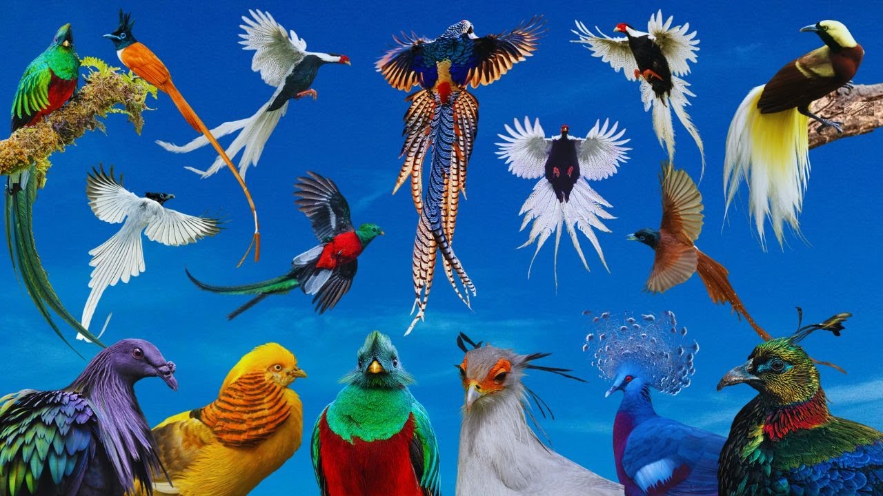 As Mais Belas Aves do Mundo  / Parte 1 /  Mini Document&aacute;rio