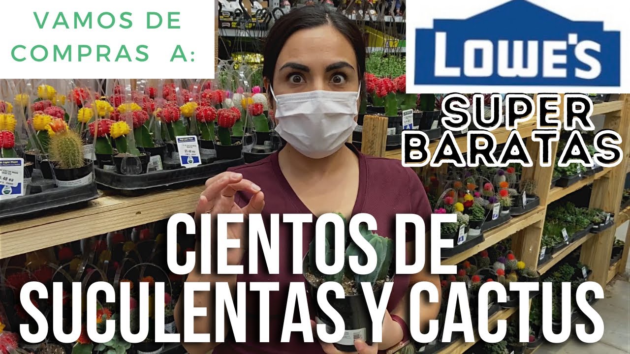 VAMOS DE COMPRAS JUNTOS! Cientos de suculentas, cactus y plantas de interior!!