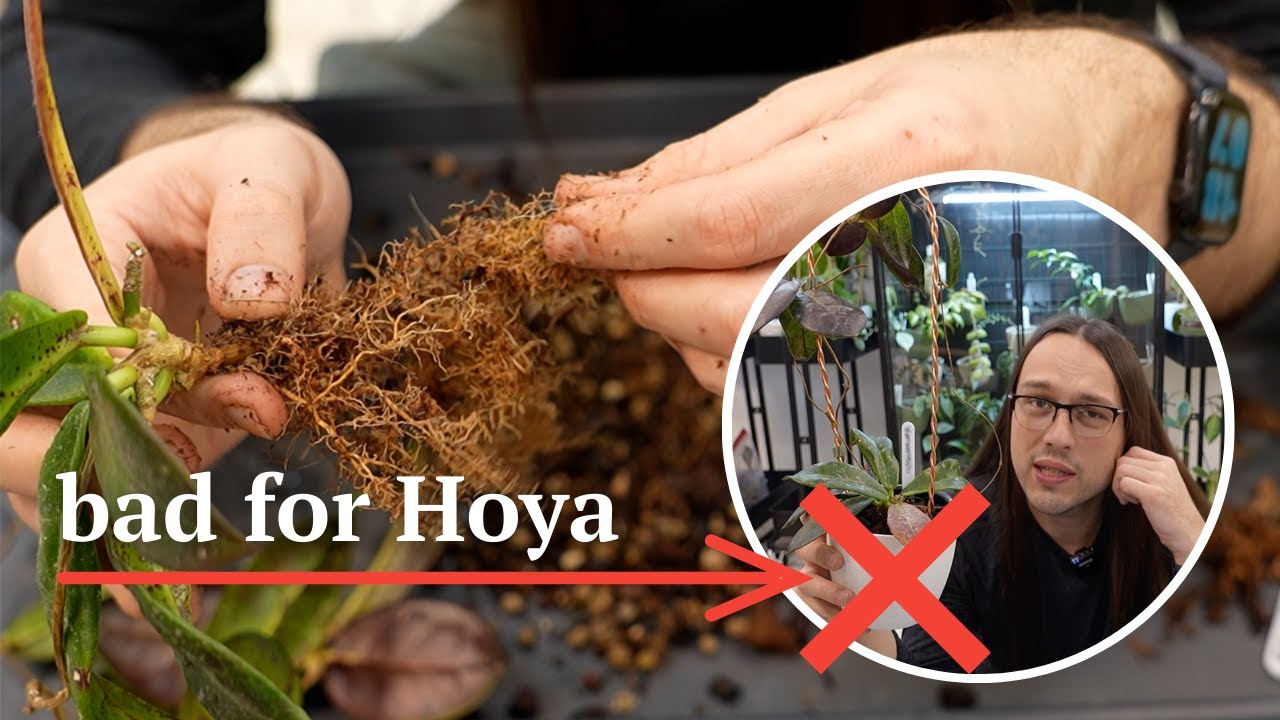 why I no longer use these selfwatering pots for Hoya 🚫