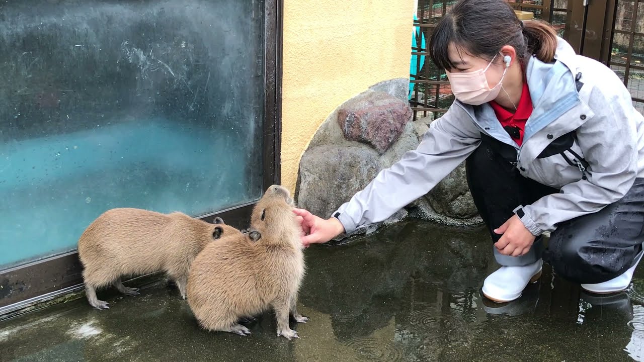 【別府ラクテンチ】カピバラの双子の赤ちゃん
