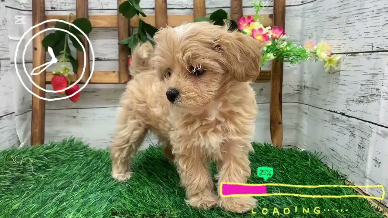 マルプーちゃん