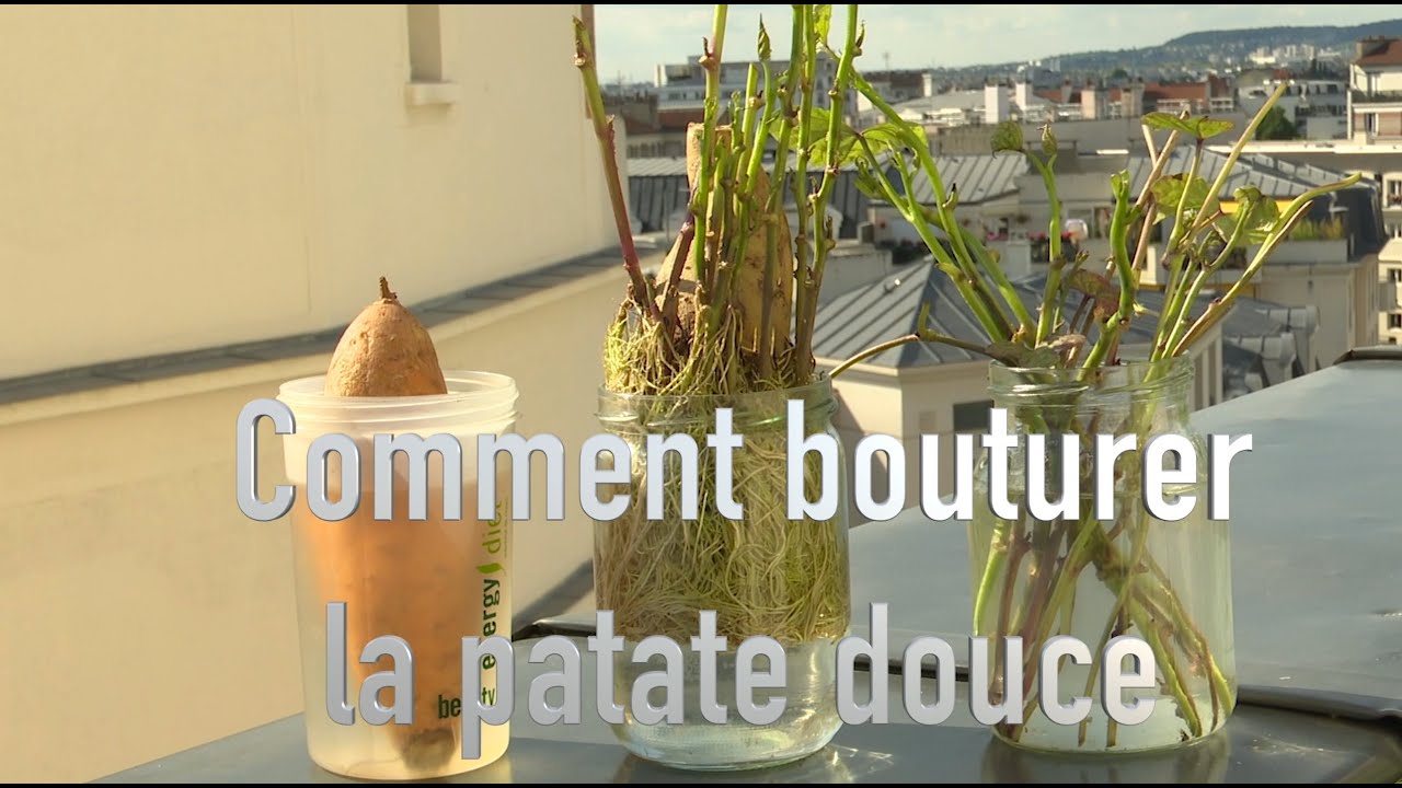 Comment bouturer la patate douce ?