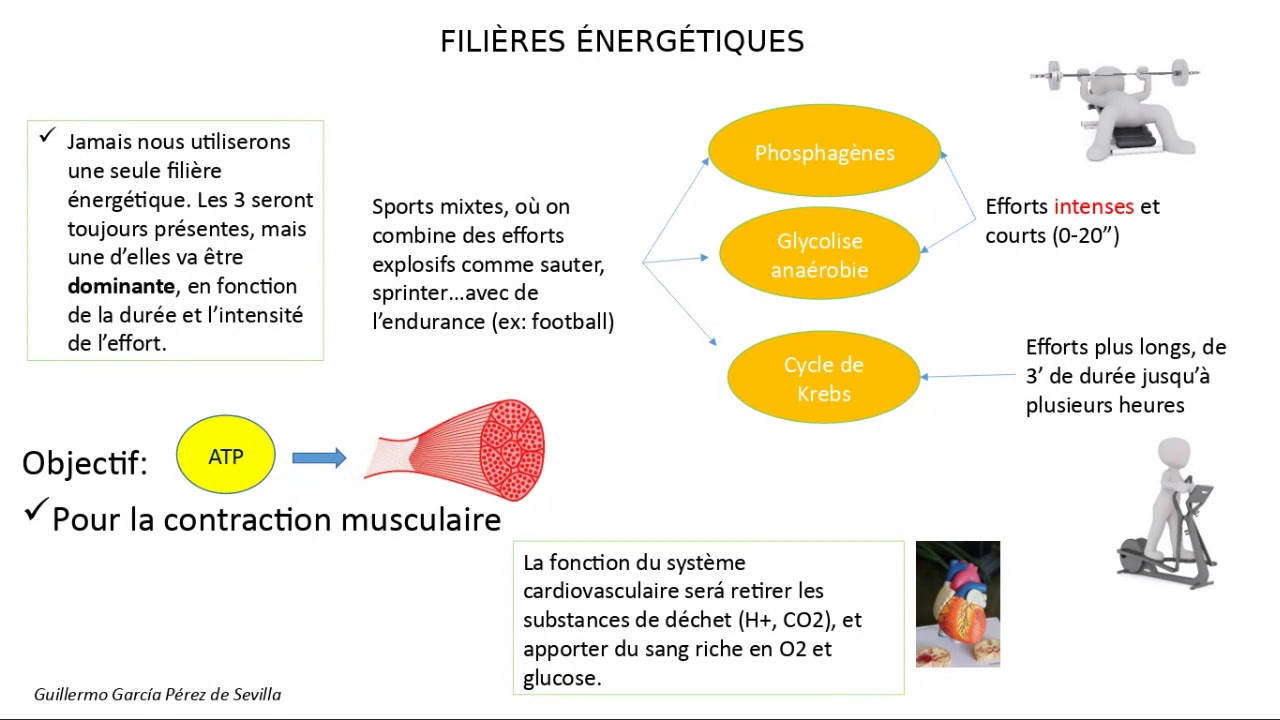 Physiologie de l'exercise - Filières énergétiques