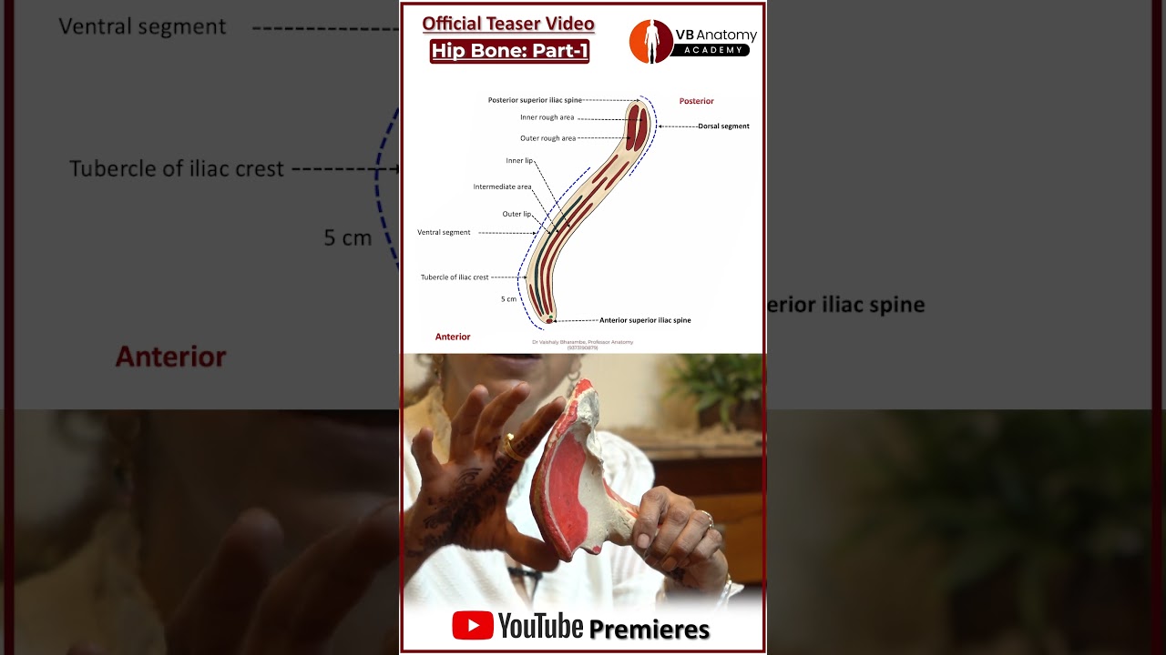 Overview : HIP BONE – PART 1 of 4 | Anatomical Position, Ilium