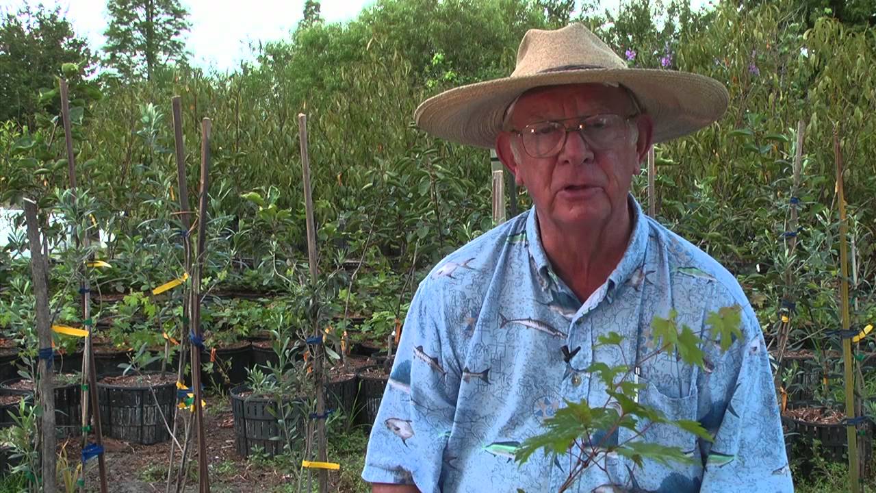 How to Grow Grapes
