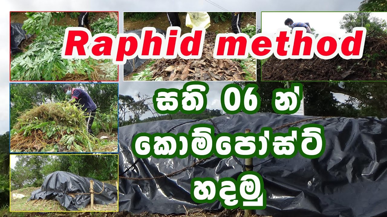 සති 06 න් #කොම්පොස්ට් හදන වේගවත්ම ක්&zwj;රමය  #Compost  Rapid method
