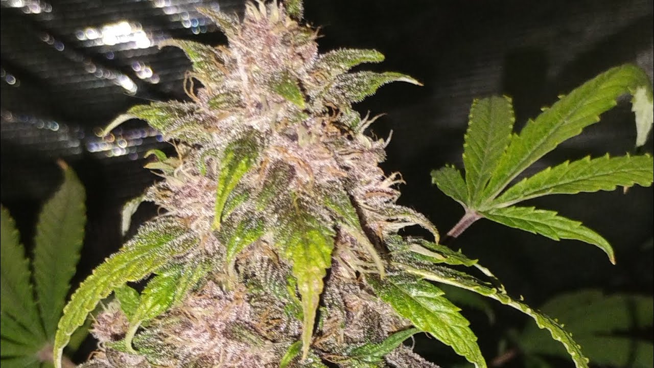 420fastbuds seed to harvest smoking monkey genetics double gorilla