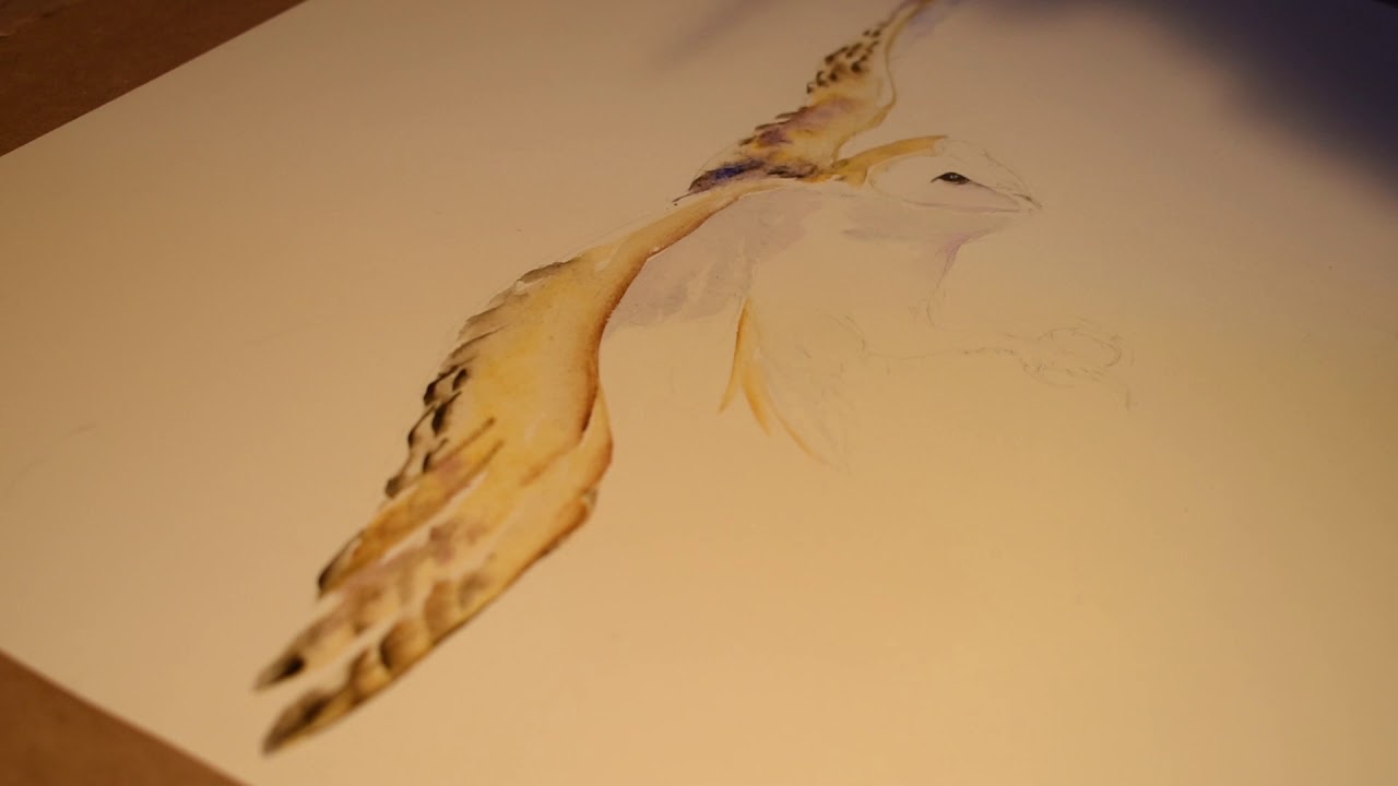 Conjuring a barn owl - Jackie Morris painting a barn owl for Suffolk Wildlife Trust